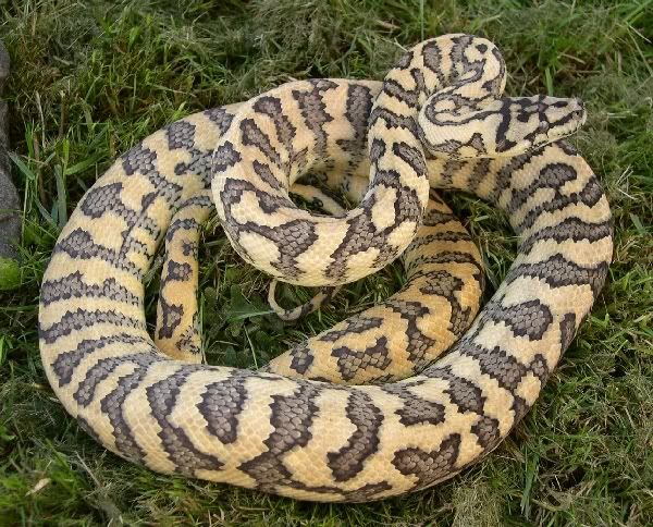 SPITFIRE REPTILES