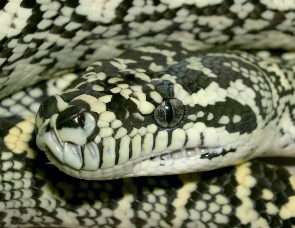 SPITFIRE REPTILES