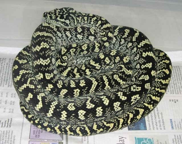 SPITFIRE REPTILES