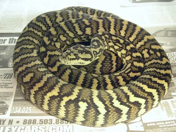 SPITFIRE REPTILES