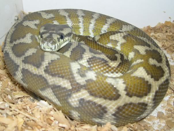 SPITFIRE REPTILES