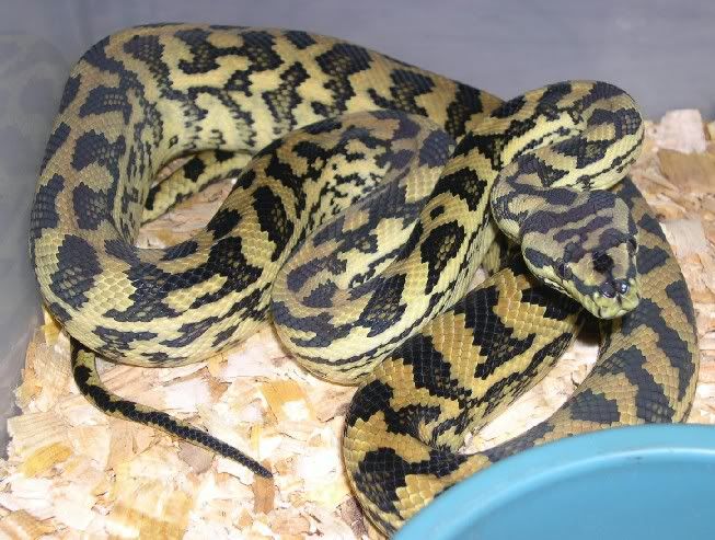 Spitfire Reptiles