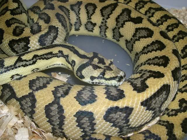 www.spitfirereptiles.com