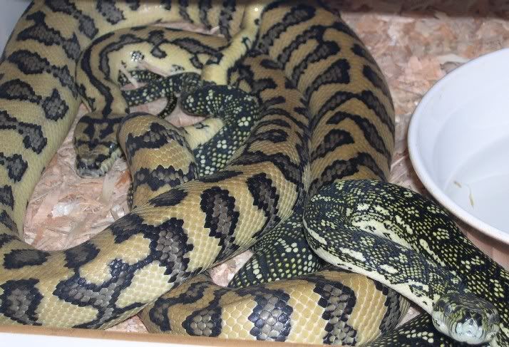 SPITFIRE REPTILES