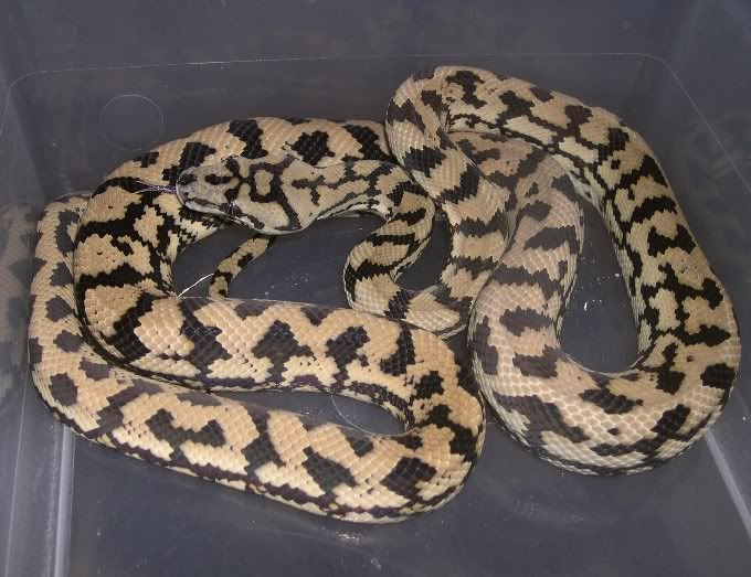 SPITFIRE REPTILES and HYBRID HAVEN