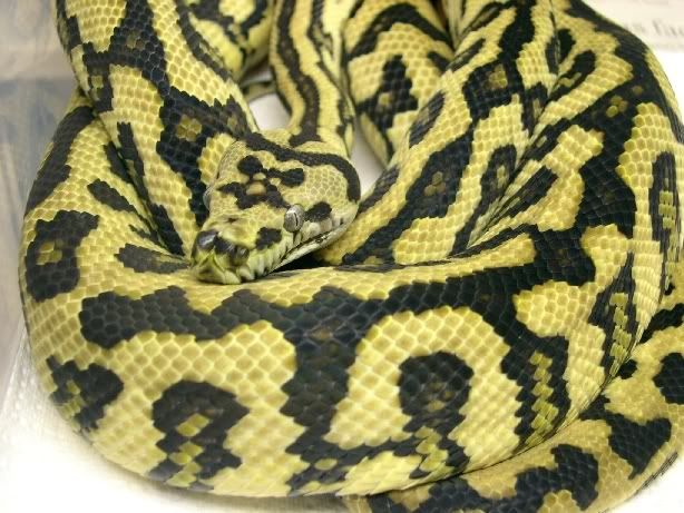SPITFIRE REPTILES