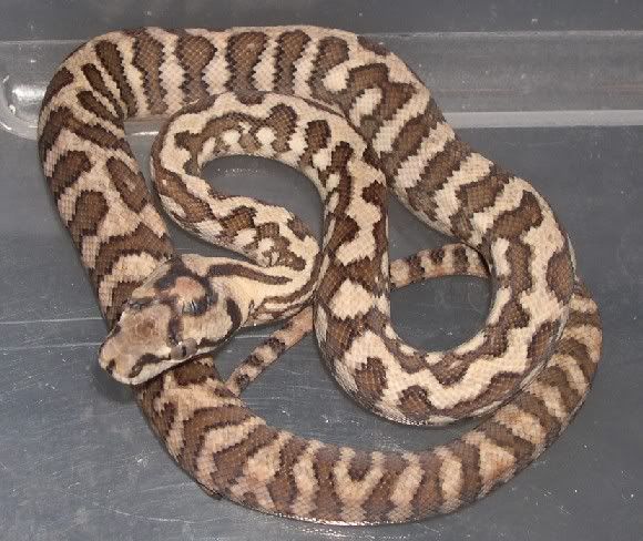 SPITFIRE REPTILES