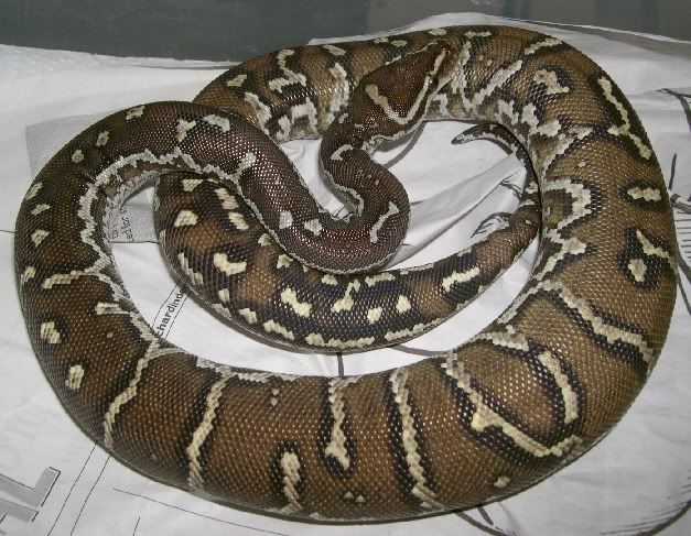 SPITFIRE REPTILES