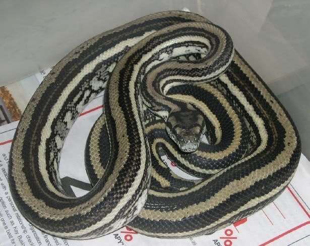 SPITFIRE REPTILES