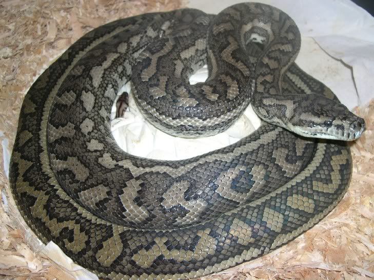 SPITFIRE REPTILES