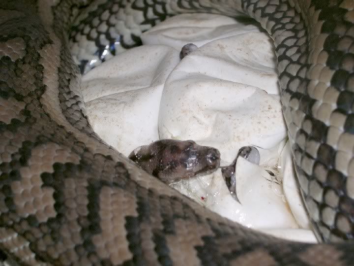 SPITFIRE REPTILES