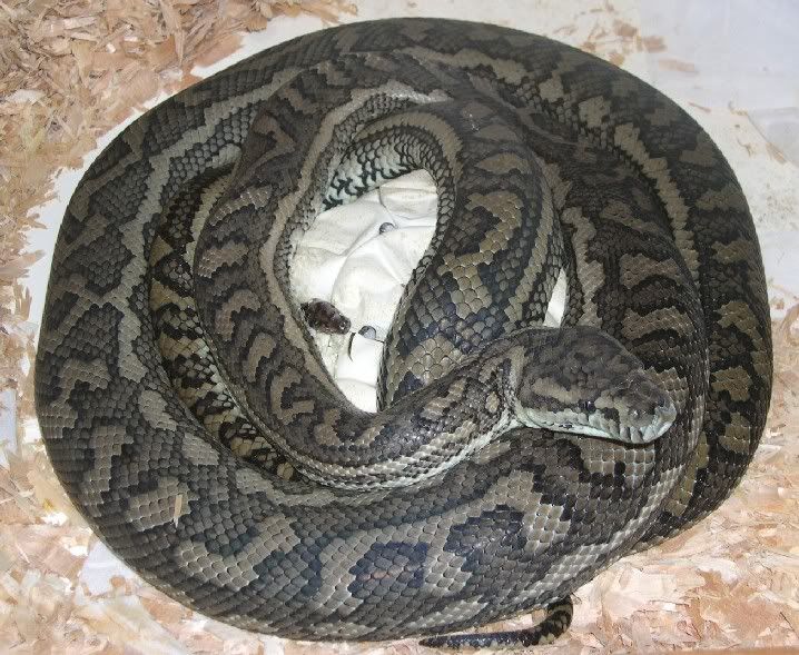 SPITFIRE REPTILES