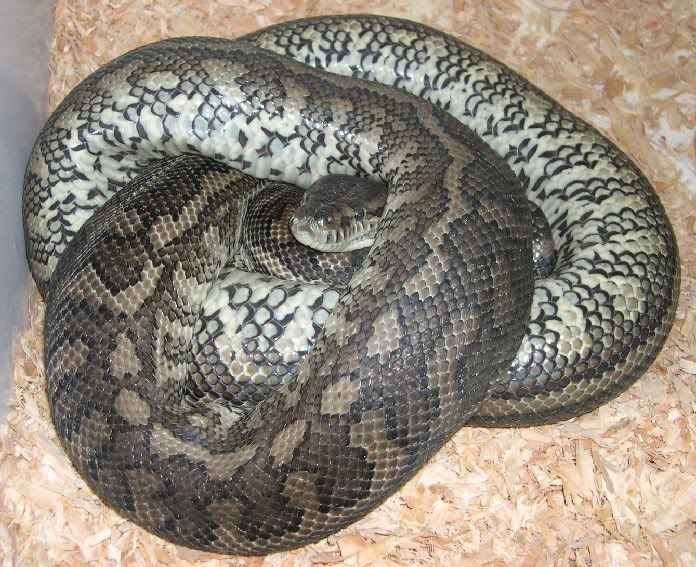 Spitfire Reptiles