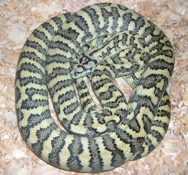 SPITFIRE REPTILES