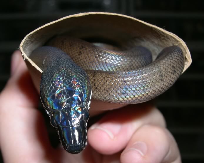 SPITFIRE REPTILES