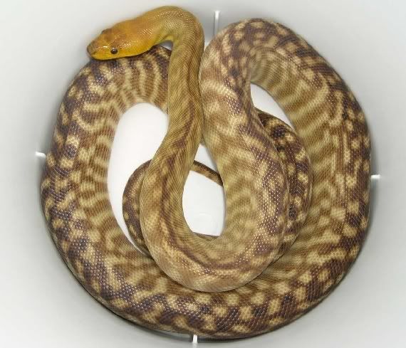 SPITFIRE REPTILES