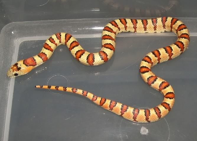 Spitfire Reptiles