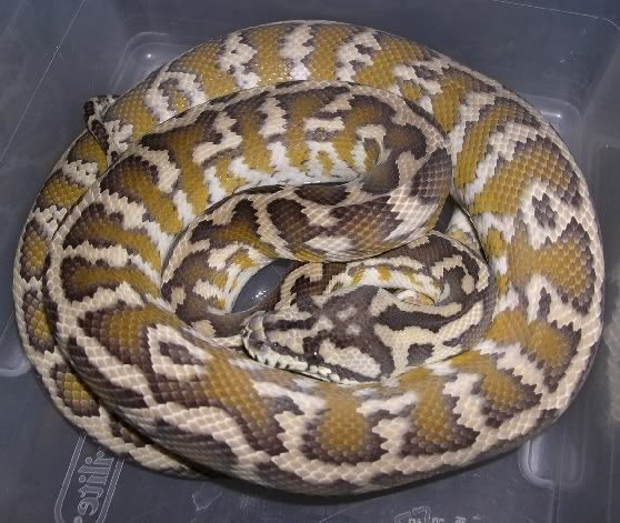 SPITFIRE REPTILES