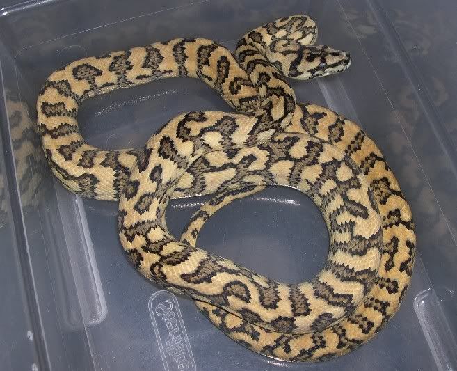 SR Herp Journal