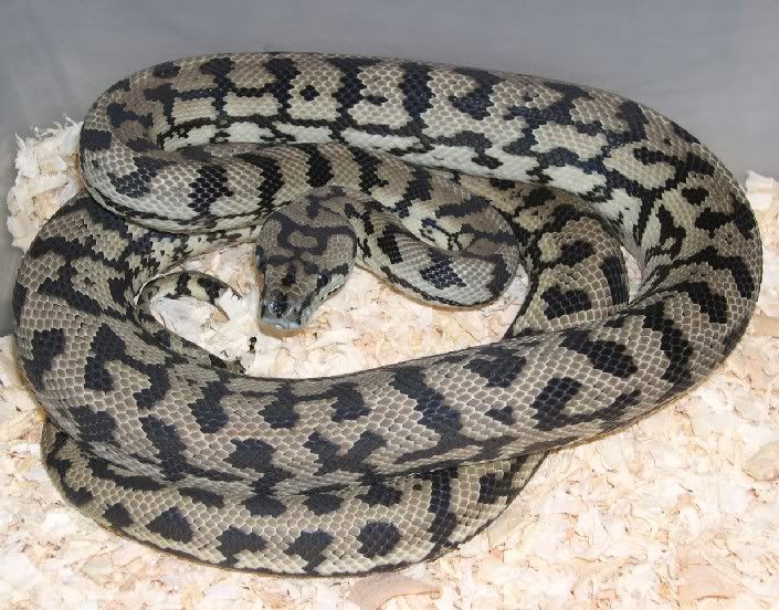 SPITFIRE REPTILES