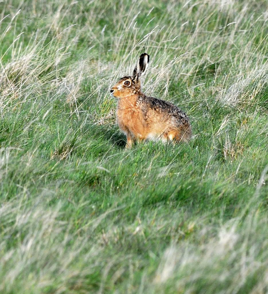 DSC_0858004Hare2a.jpg