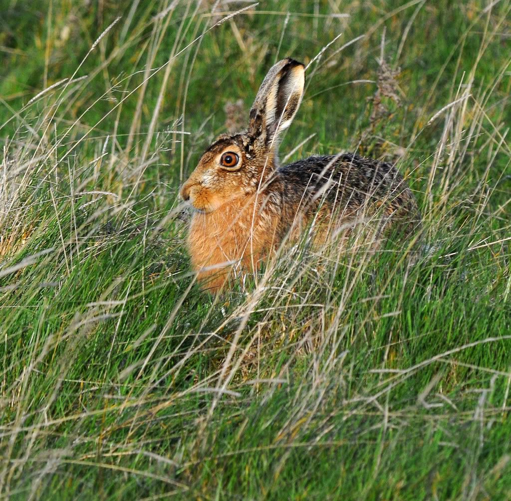 DSC_0877019Hare1.jpg