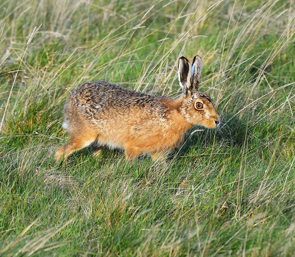 DSC_0894035Hare2.jpg