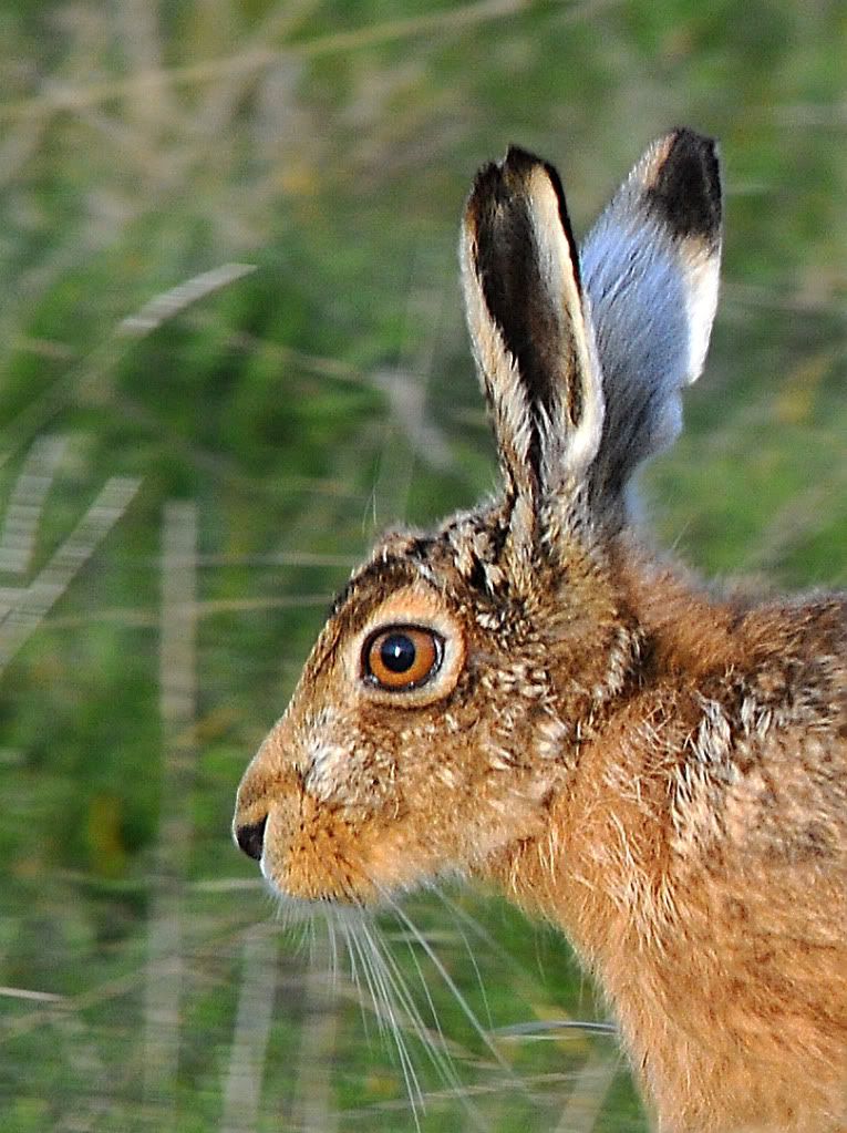 DSC_0904040Hare2.jpg