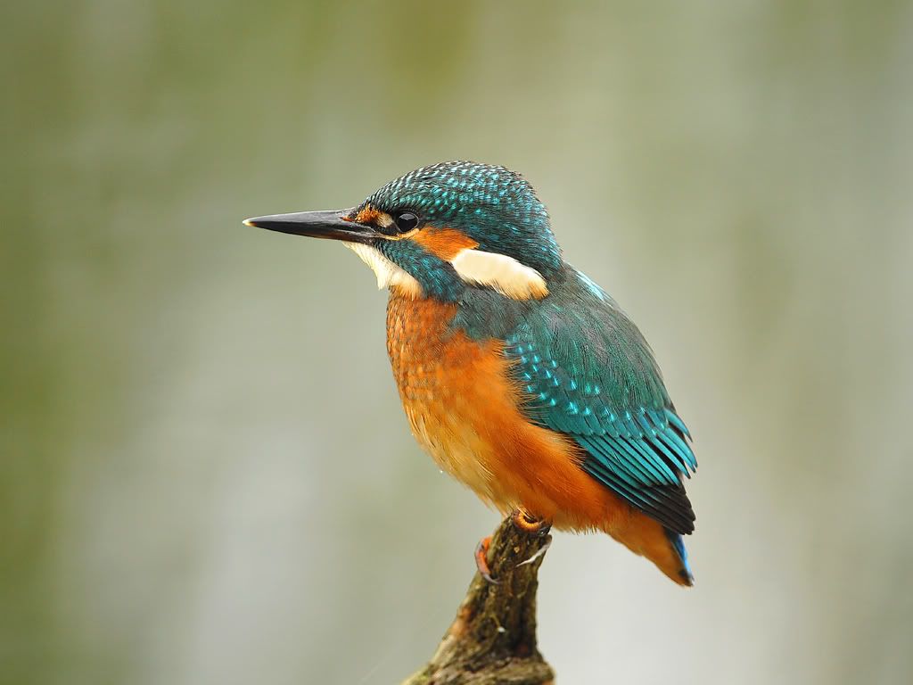 DSC_5459085Kkingfisher700pdi.jpg