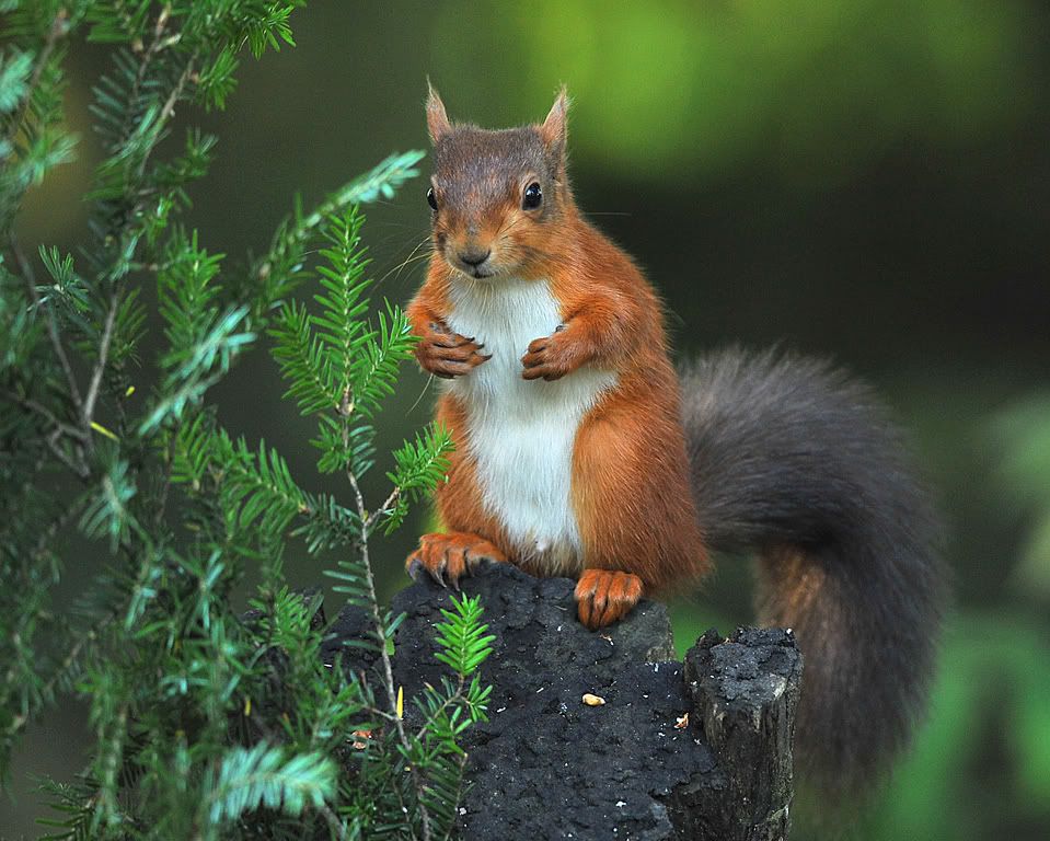 DSC_6924043Redsquirrel700pdi.jpg