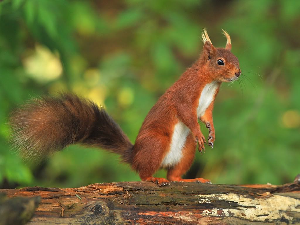 DSC_7013076Redsquirrel700pdi.jpg