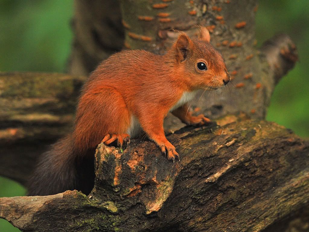 DSC_7395192Redsquirrel700pdi.jpg