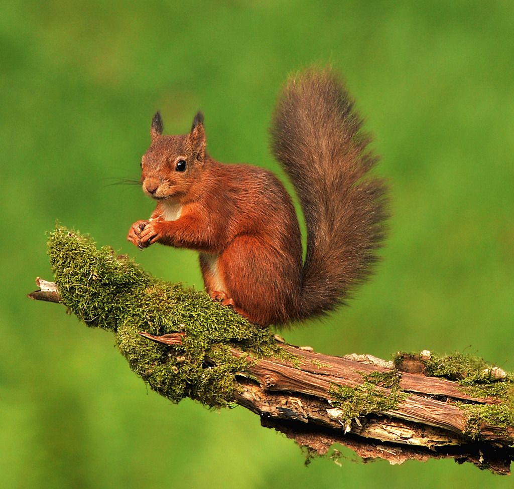 DSC_8484220Squirrel2012a.jpg