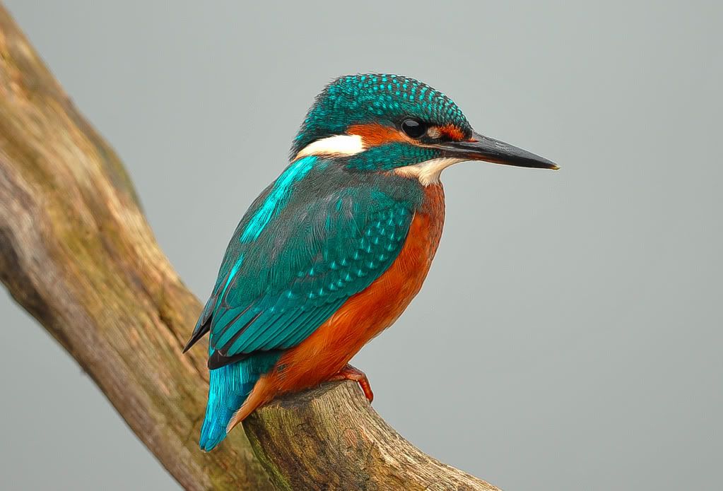 Kingfisher-1.jpg