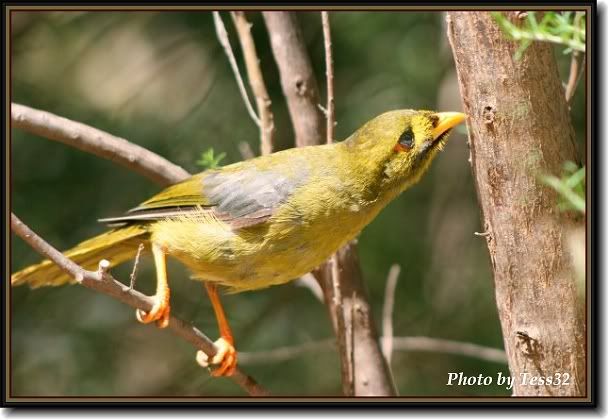 IMAGE: http://i4.photobucket.com/albums/y143/reillycollie/Frame_bellbird1.jpg