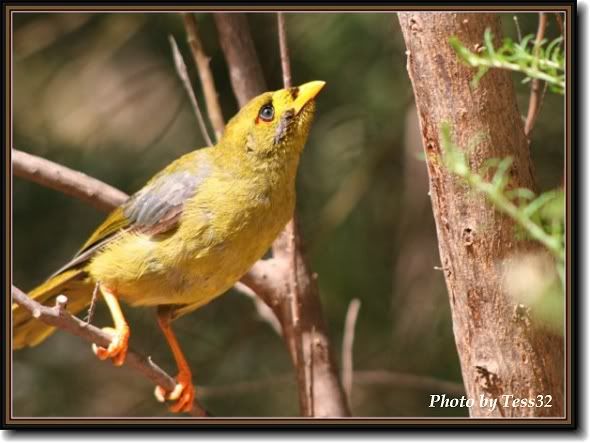 IMAGE: http://i4.photobucket.com/albums/y143/reillycollie/Frame_bellbird2.jpg