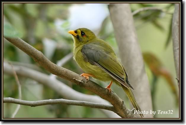 IMAGE: http://i4.photobucket.com/albums/y143/reillycollie/Frame_bellbird3.jpg