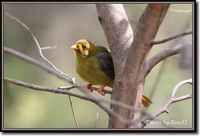 IMAGE: http://i4.photobucket.com/albums/y143/reillycollie/Frame_bellbird5.jpg