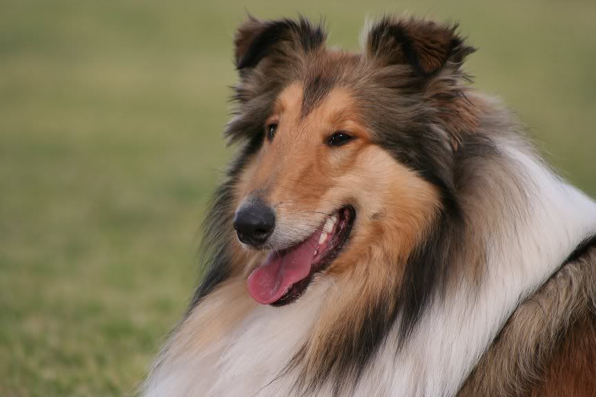 IMAGE: http://i4.photobucket.com/albums/y143/reillycollie/IMG00028EDIT2.jpg