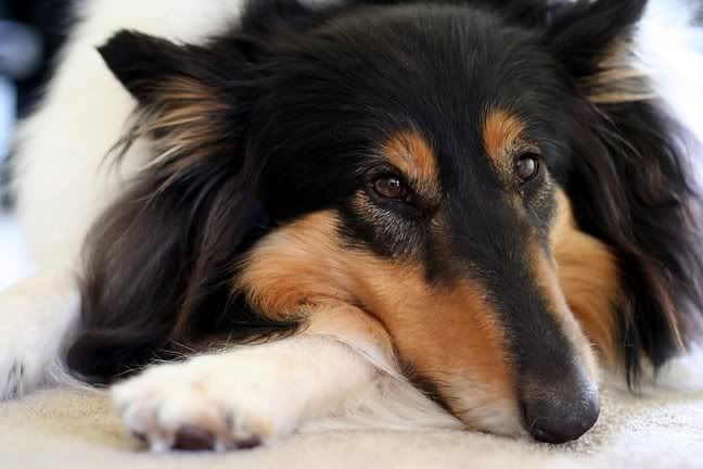 IMAGE: http://i4.photobucket.com/albums/y143/reillycollie/IMG_3277editsmall.jpg