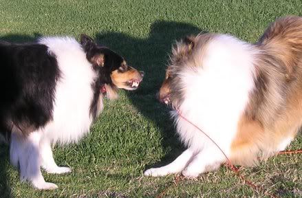 badcollies2.jpg