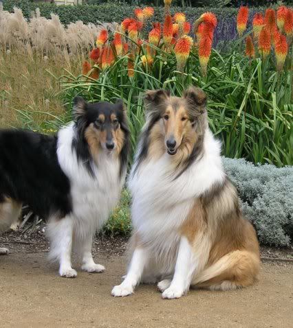 IMAGE: http://i4.photobucket.com/albums/y143/reillycollie/botan1.jpg