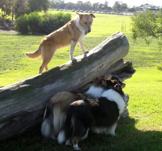 IMAGE: http://i4.photobucket.com/albums/y143/reillycollie/ebbanreilly.jpg