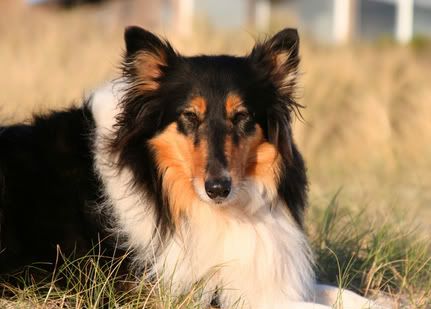 IMAGE: http://i4.photobucket.com/albums/y143/reillycollie/ebonyedit1.jpg