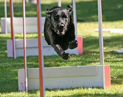 flyball1.jpg