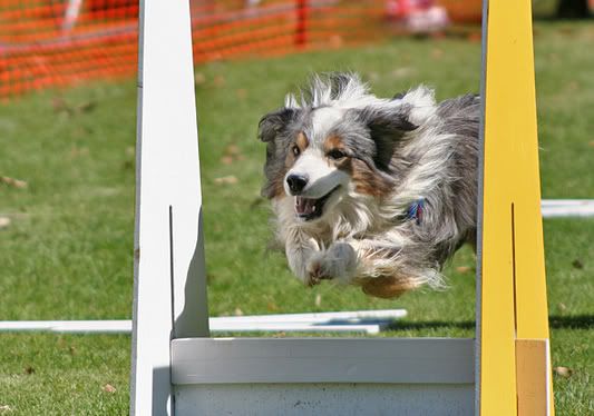 flyball2.jpg