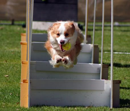 flyball3.jpg