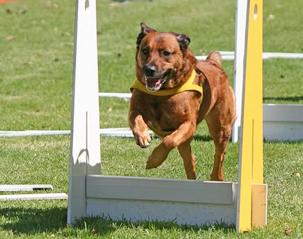 flyball4.jpg