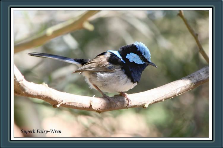 IMAGE: http://i4.photobucket.com/albums/y143/reillycollie/framedwren.jpg