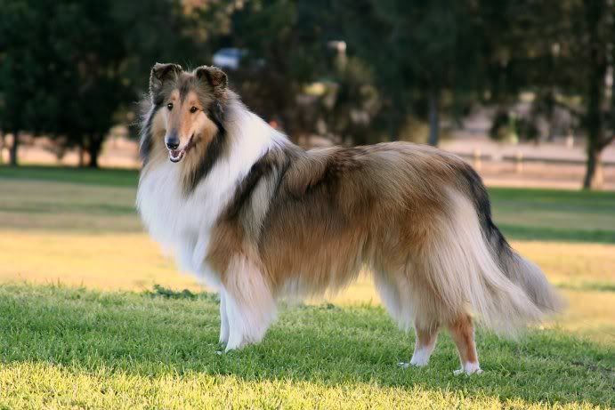IMAGE: http://i4.photobucket.com/albums/y143/reillycollie/today6.jpg